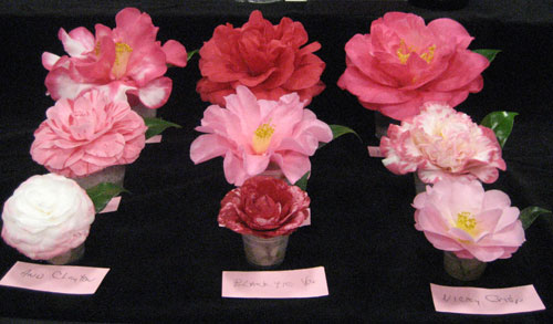 Prima Donnas of the 74th Annual Camellia Show