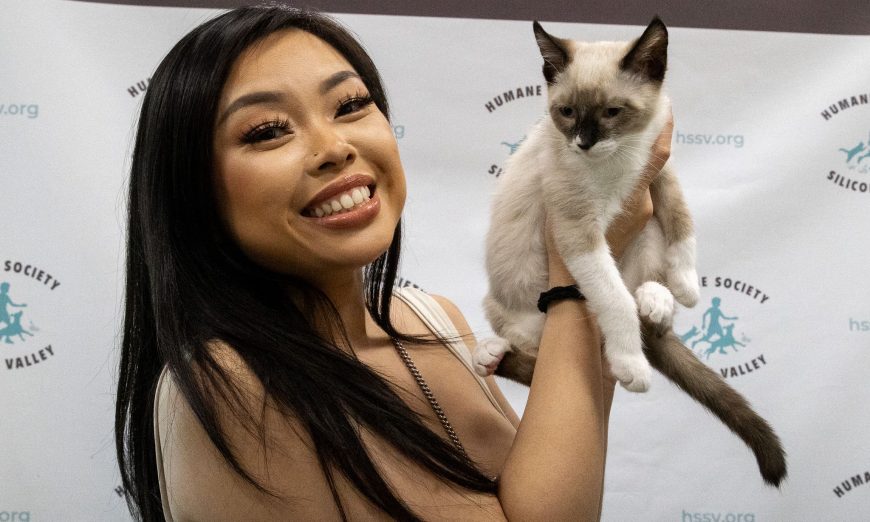 The Humane Society of Silicon Valley is in the midst of the kitten rush! With kitten season underway, dozens of animals need forever homes.