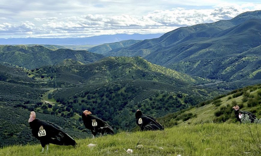 Save Mount Diablo reports that seven California condors moved deeper into the East Bay, flying into Alameda and Contra Costa counties.