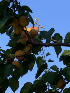 SCUSD's farm in Sunnyvale grows healthy and nutritious fruits and vegetables that the district uses to help provide nutritious meals to its students.