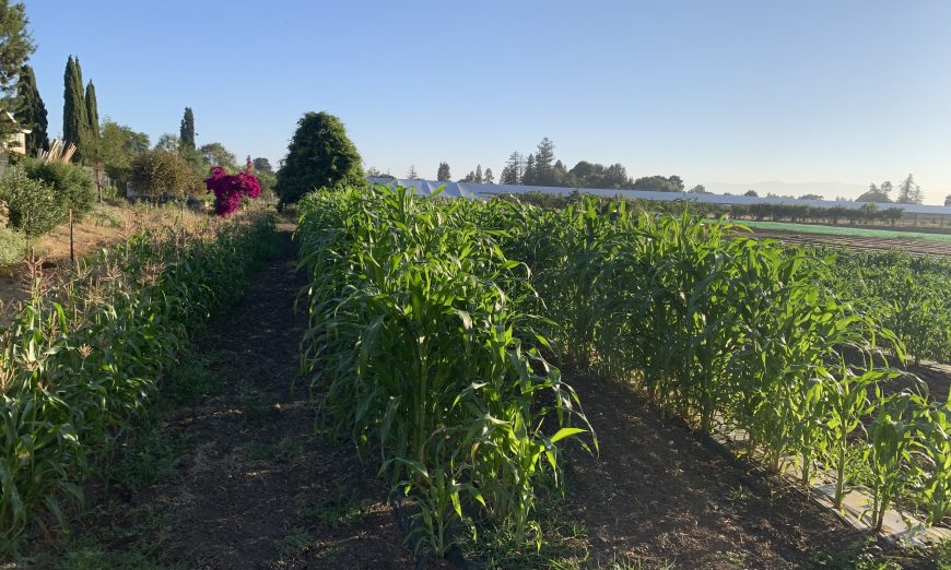 SCUSD's farm in Sunnyvale grows healthy and nutritious fruits and vegetables that the district uses to help provide nutritious meals to its students.