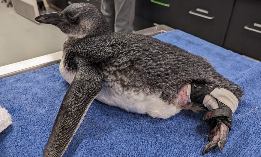 Veterinarians at the California Academy of Sciences completed its first of its kind surgery on a slipped ankle tendon on a baby penguin.