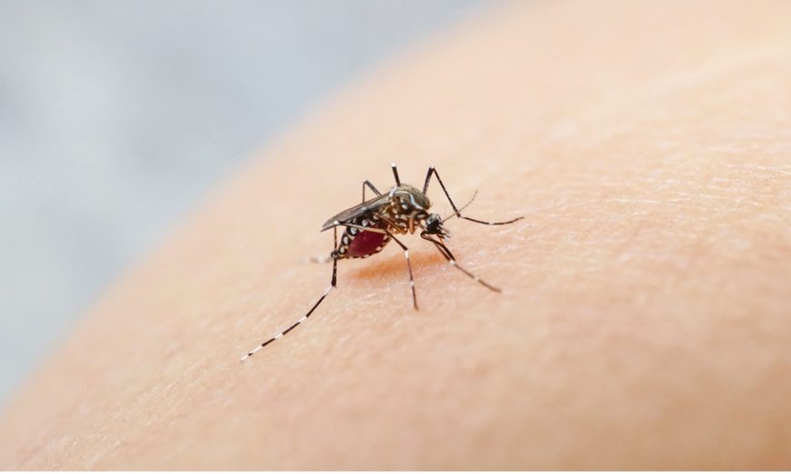 Santa Clara County Vector Control will hold a community meeting to talk about mosquitoes that could spread dengue and yellow fever.